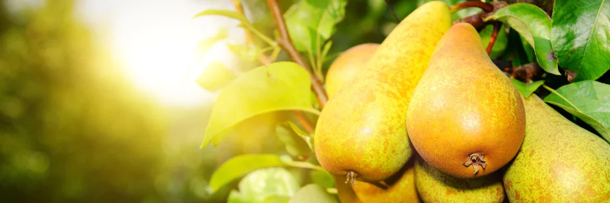 Birne – eine saftige Versuchung