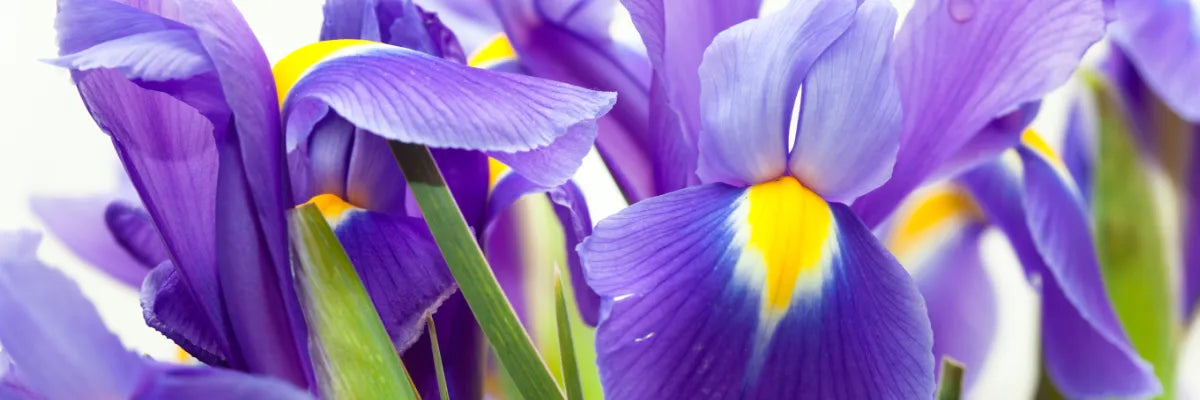 Iris – die Edle und Kostbare