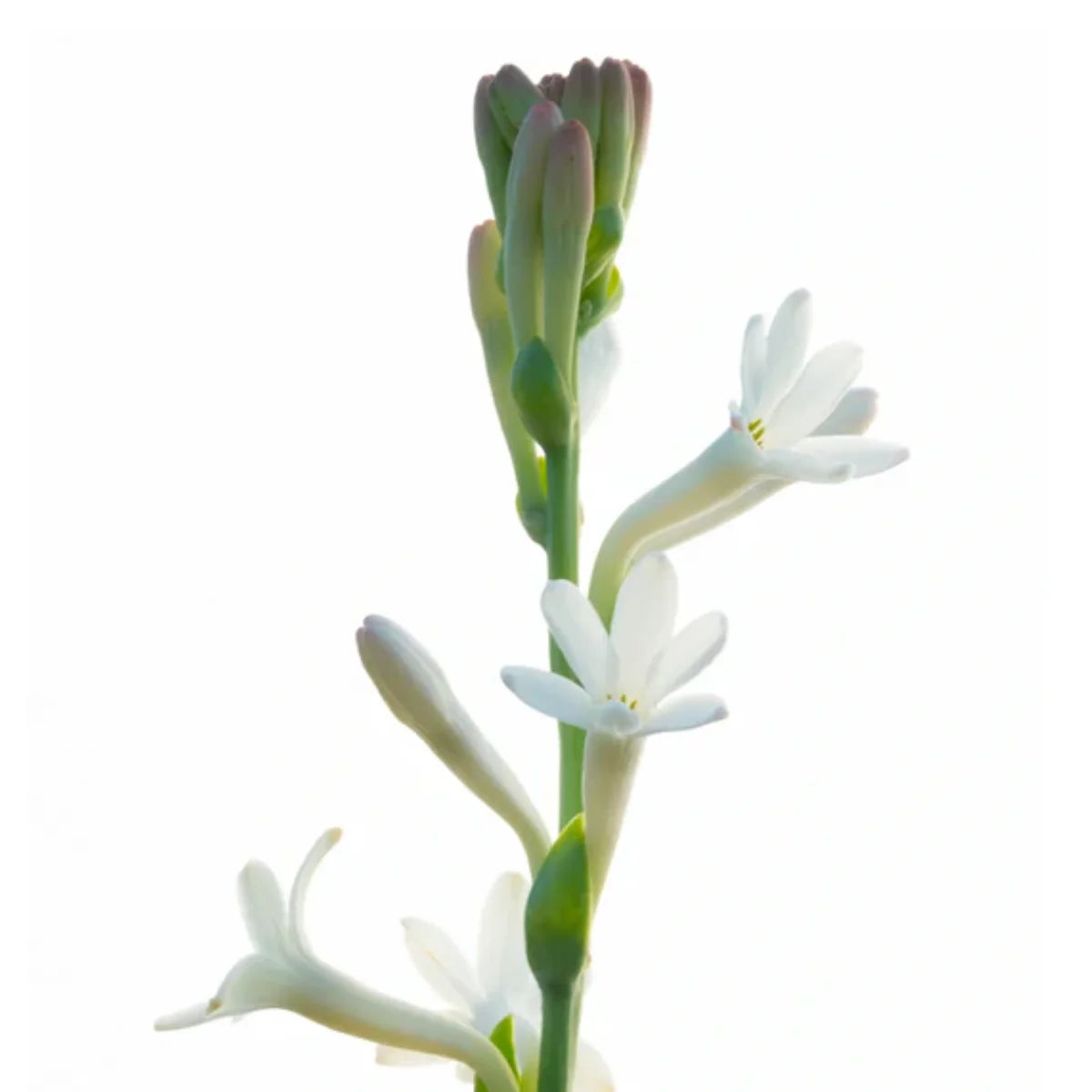 Matière Première - French Flower - Hand & Body Wash