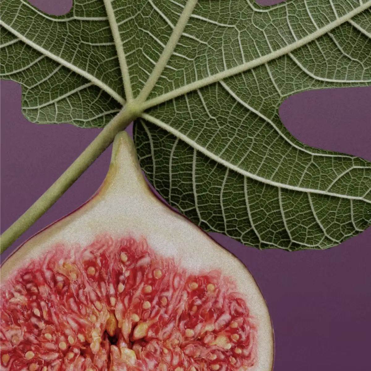 D.S. & Durga - Holy Ficus - Duftkerze