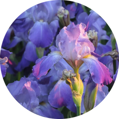 Iris