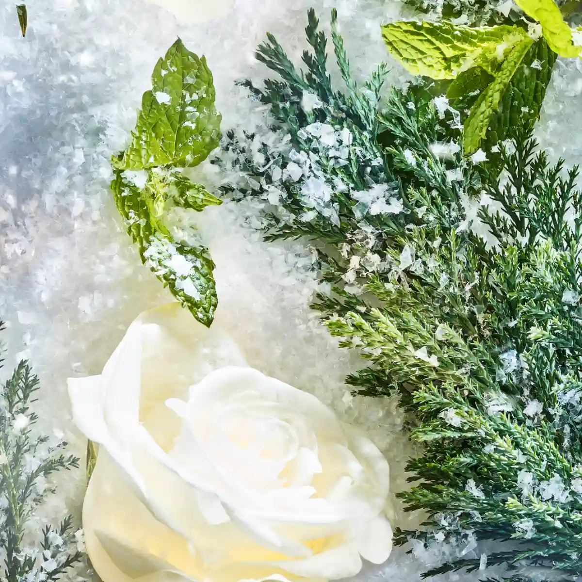 Roja Parfums  - Isola Snow