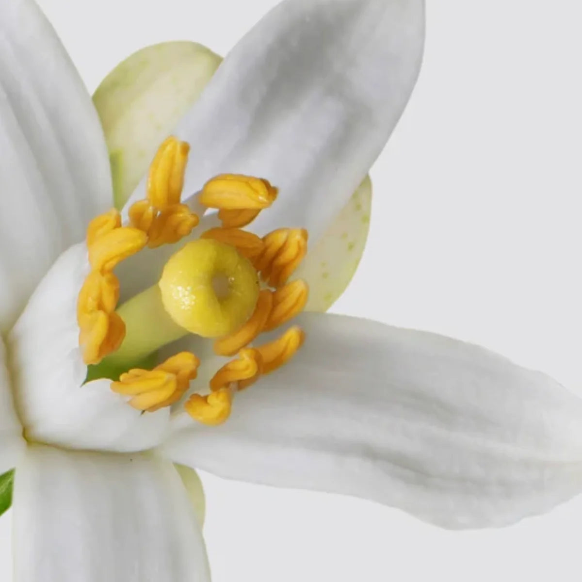 Matière Première - Neroli Oranger - Hand & Body Wash