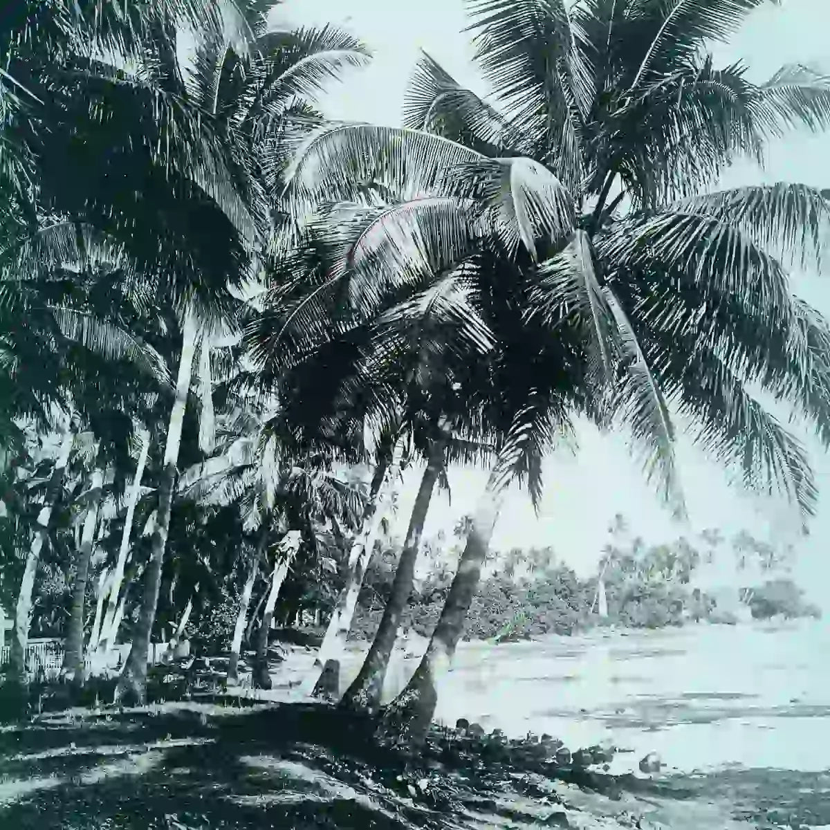 Cherigan - Or des Iles