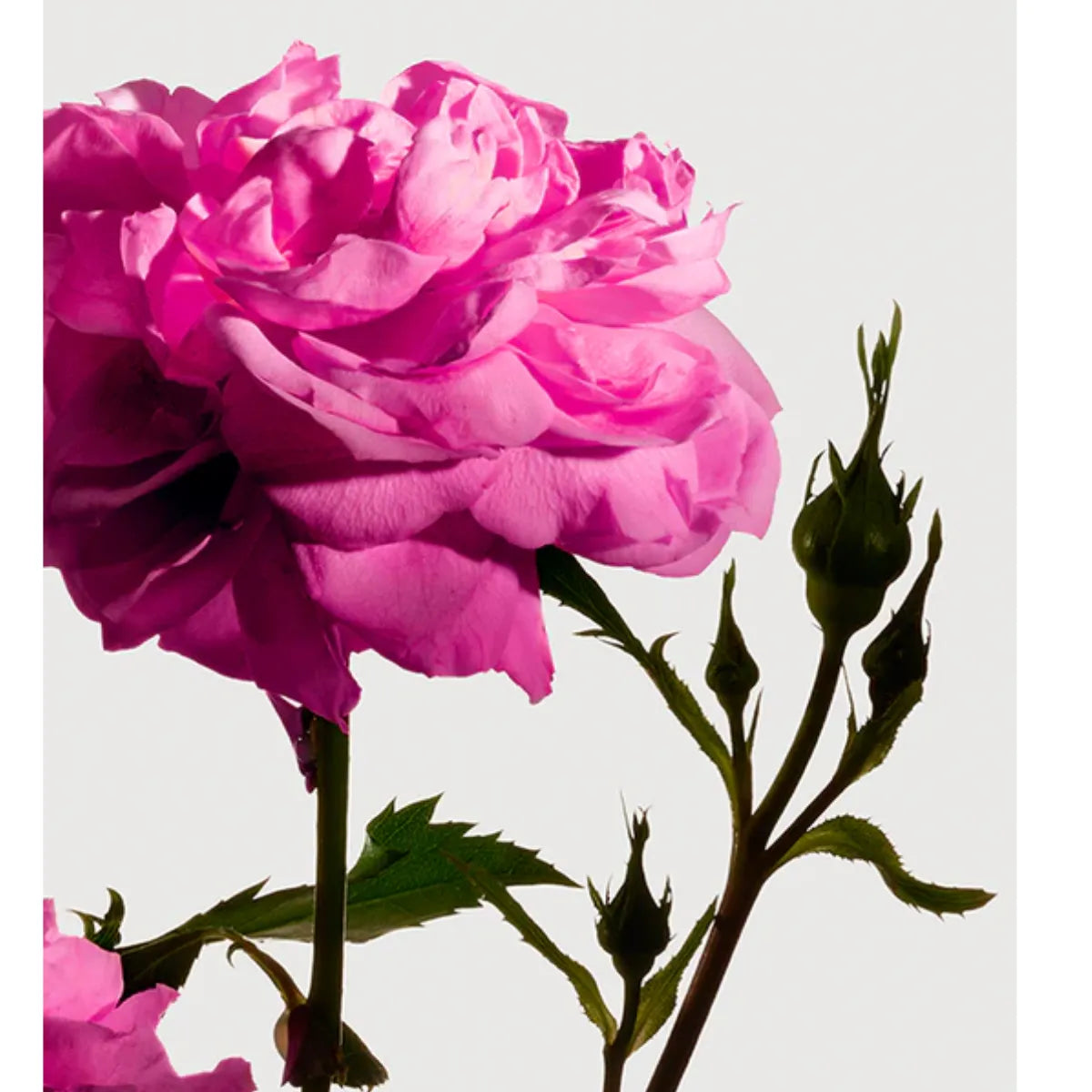 Matière Première - Radical Rose- Hand & Body Wash