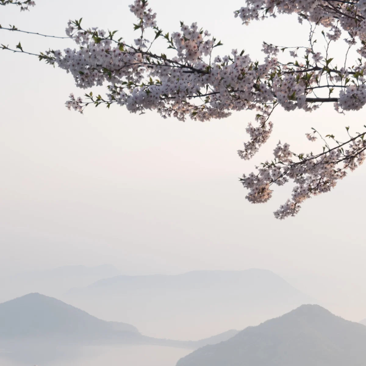 Hima Jomo - Seasons - Spring in Bome