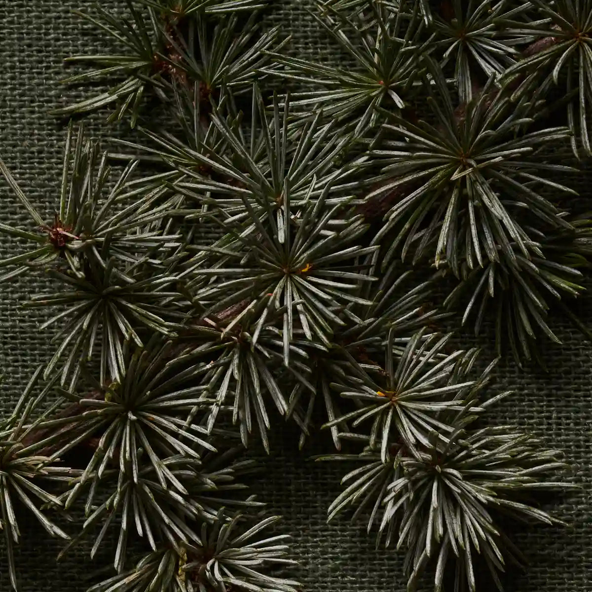 Hima Jomo - Seasons - Winter in Manaslu