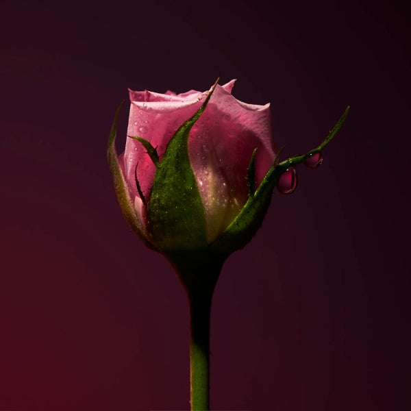 Olfactive Studio - Collection Sepia - Rose Shot